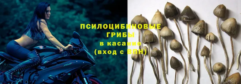 Галлюциногенные грибы MAGIC MUSHROOMS  сколько стоит  Йошкар-Ола 